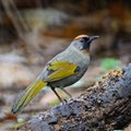Silver-eared Laughingthrush Royalty Free Stock Photo