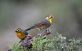 Silver-eared Leiothrix Royalty Free Stock Photo