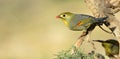 Silver-eared Leiothrix Royalty Free Stock Photo