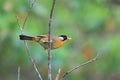 Silver-eared Leiothrix Royalty Free Stock Photo