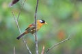 Silver-eared Leiothrix Royalty Free Stock Photo