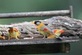 Silver-eared Leiothrix Royalty Free Stock Photo