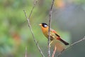 Silver-eared Leiothrix Royalty Free Stock Photo