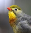 Silver-eared Leiothrix Royalty Free Stock Photo