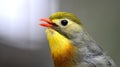 Silver-eared Leiothrix Royalty Free Stock Photo