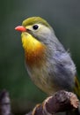 Silver-eared Leiothrix Royalty Free Stock Photo