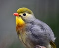 Silver-eared Leiothrix Royalty Free Stock Photo