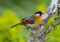 Silver-eared Mesia