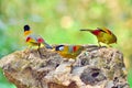 Silver-eared Mesia Royalty Free Stock Photo