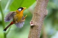 Silver-eared mesia in flight Royalty Free Stock Photo