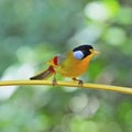 Silver-eared Mesia Royalty Free Stock Photo