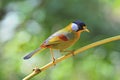 Silver-eared Mesia Royalty Free Stock Photo