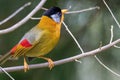 A Silver-eared Mesia Leiothrix argentauris bird in nature Royalty Free Stock Photo