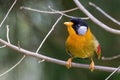 A Silver-eared Mesia Leiothrix argentauris bird in nature Royalty Free Stock Photo