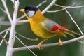 A Silver-eared Mesia Leiothrix argentauris bird in nature Royalty Free Stock Photo