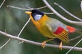 A Silver-eared Mesia Leiothrix argentauris bird in nature Royalty Free Stock Photo