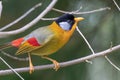 A Silver-eared Mesia Leiothrix argentauris bird in nature Royalty Free Stock Photo