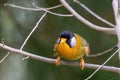 A Silver-eared Mesia Leiothrix argentauris bird in nature Royalty Free Stock Photo