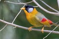 A Silver-eared Mesia Leiothrix argentauris bird in nature Royalty Free Stock Photo