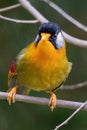 A Silver-eared Mesia Leiothrix argentauris bird in nature Royalty Free Stock Photo