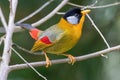 A Silver-eared Mesia Leiothrix argentauris bird in nature Royalty Free Stock Photo