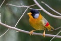 A Silver-eared Mesia Leiothrix argentauris bird in nature Royalty Free Stock Photo
