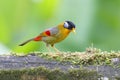 Silver-eared Mesia Leiothrix argentauris Royalty Free Stock Photo