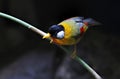 Silver-eared Mesia Leiothrix argentauris Royalty Free Stock Photo