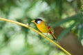 The silver-eared mesia