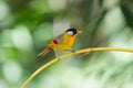 The silver-eared mesia