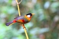 Silver-eared Mesia