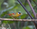 Silver-eared Mesia perching eye level on tree branch Royalty Free Stock Photo