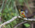 Silver-eared Mesia perching eye level on tree branch Royalty Free Stock Photo