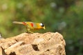 Silver-eared Mesia Royalty Free Stock Photo