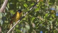 Silver-eared Mesia on Tree Branch