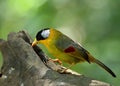 Silver-eared Mesia (Leiothrix argentauris) the beautiful yellow