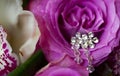 Silver earrings on pink rose with dew drops Royalty Free Stock Photo