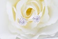 Silver earrings with diamonds macro shot on the white flower. Royalty Free Stock Photo