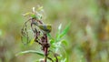 Silver Eye Bird in Tuggerah, NSW, Australia Royalty Free Stock Photo