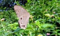 Silver eye spotted butterfly