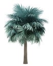 Silver fan palm tree isolated on white