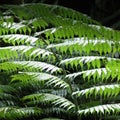 Silver fern detail Royalty Free Stock Photo