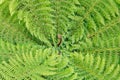 Silver fern fronds