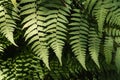 Silver fern leaves background Royalty Free Stock Photo