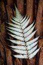 Silver Fern New Zealand Royalty Free Stock Photo