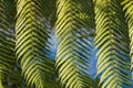 Silver fern tree leaves Royalty Free Stock Photo