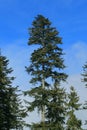 Silver fir Royalty Free Stock Photo