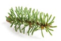 Silver fir