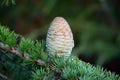 Silver Fir Immature Cone