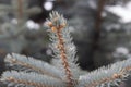 Silver fir tree closeup branch